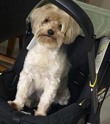 Lost Female Dog last seen Near cedar ave, Brownsville, TX 78526
