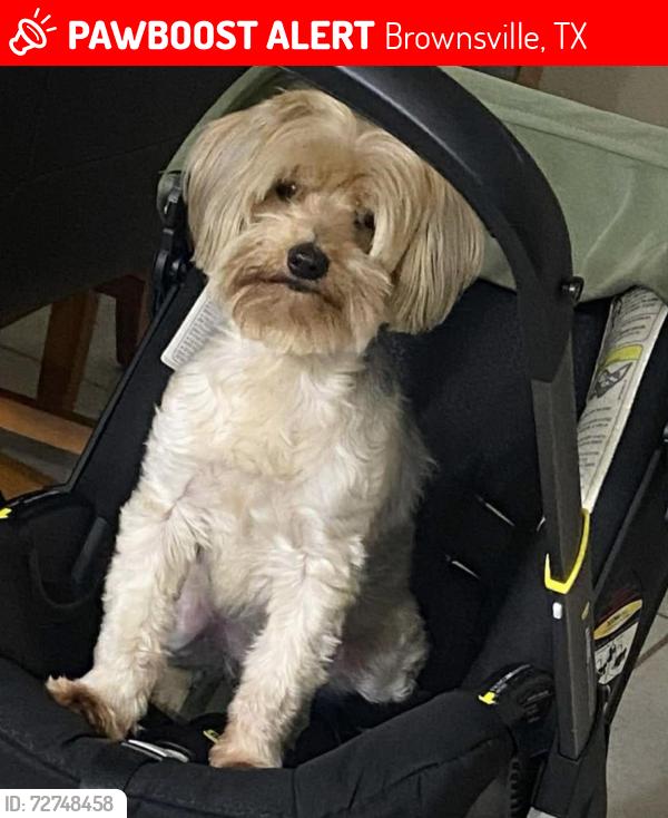 Lost Female Dog last seen Near cedar ave, Brownsville, TX 78526