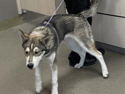 Found/Stray Unknown Dog last seen Unknown , Las Vegas, NV 89101