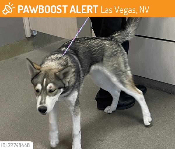 Found/Stray Unknown Dog last seen Unknown , Las Vegas, NV 89101
