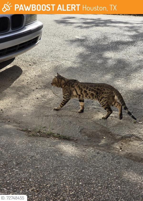 Found/Stray Unknown Cat last seen Roseland and Lovett, Houston, TX 77006