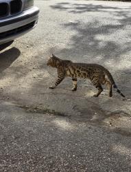 Found/Stray Unknown Cat last seen Roseland and Lovett, Houston, TX 77006
