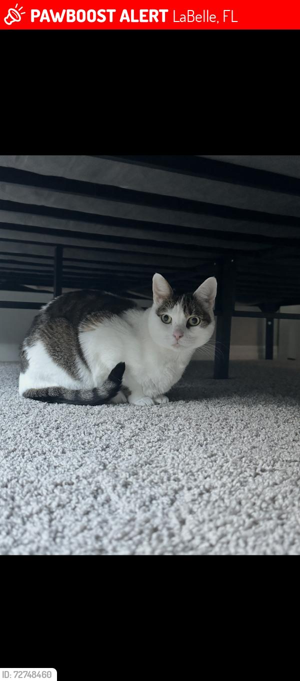 Lost Female Cat last seen Hummingbird Drive , LaBelle, FL 33935