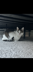 Lost Female Cat last seen Hummingbird Drive , LaBelle, FL 33935