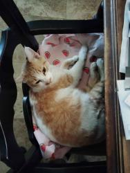 Lost Male Cat last seen Living Room Cafe, 59th St and El Cajon BLVD, San Diego, CA 92115