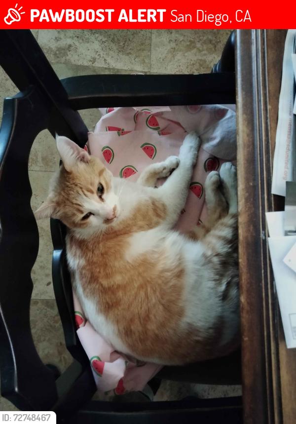 Lost Male Cat last seen Living Room Cafe, 59th St and El Cajon BLVD, San Diego, CA 92115