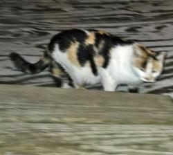 Shelter Stray Female Cat last seen Belleville, WI 53508, Madison, WI 53718