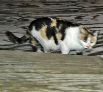 Shelter Stray Female Cat last seen Belleville, WI 53508, Madison, WI 53718