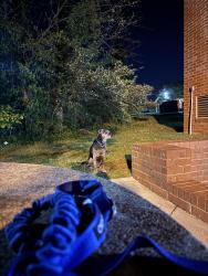 Found/Stray Male Dog last seen Near Tazewell pike , Knoxville, TN 37918