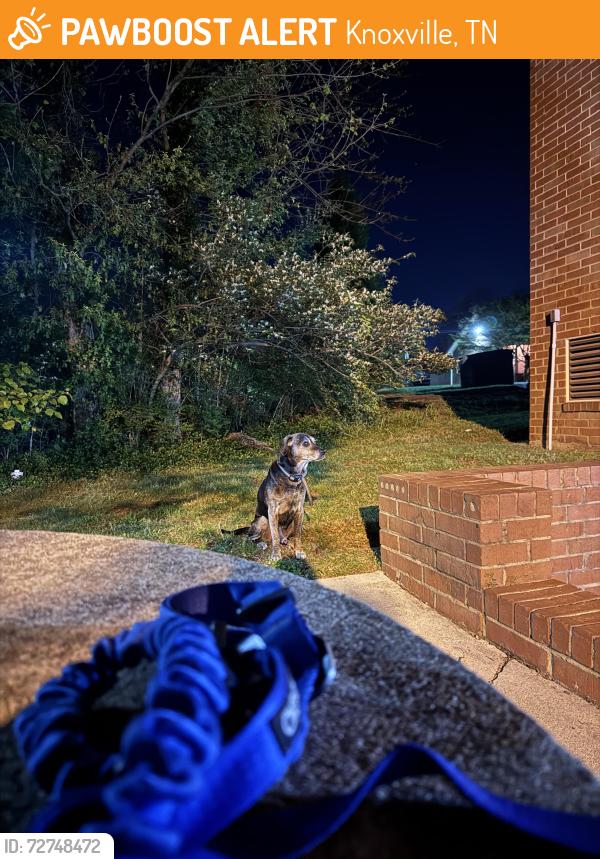 Found/Stray Male Dog last seen Near Tazewell pike , Knoxville, TN 37918