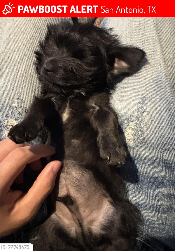 Lost Male Dog last seen Flanders ave and division, San Antonio, TX 78211