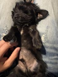 Lost Male Dog last seen Flanders ave and division, San Antonio, TX 78211
