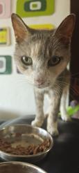 Lost Female Cat last seen Major Drive, Lake Worth Beach, FL 33461