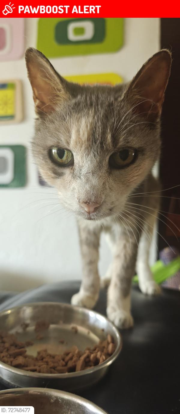 Lost Female Cat last seen Major Drive, Lake Worth Beach, FL 33461