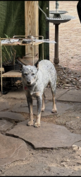 Lost Female Dog last seen Deepwater elementary , Pasadena, TX 77503