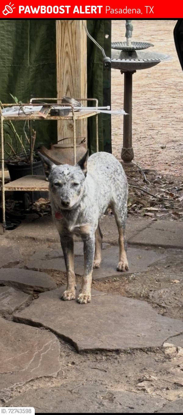 Lost Female Dog last seen Deepwater elementary , Pasadena, TX 77503