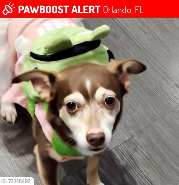 Lost Female Dog last seen Lake underhill, Orlando, FL 32807