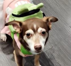 Lost Female Dog last seen Lake underhill, Orlando, FL 32807