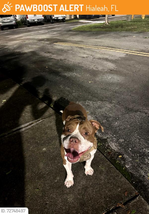 Found/Stray Male Dog last seen Near NW 173rd dr, Hialeah, FL 33015