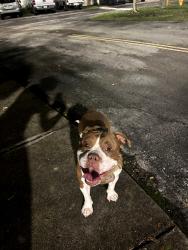Found/Stray Male Dog last seen Near NW 173rd dr, Hialeah, FL 33015