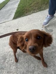 Found/Stray Female Dog last seen Near lakes , Tomball, TX 77375
