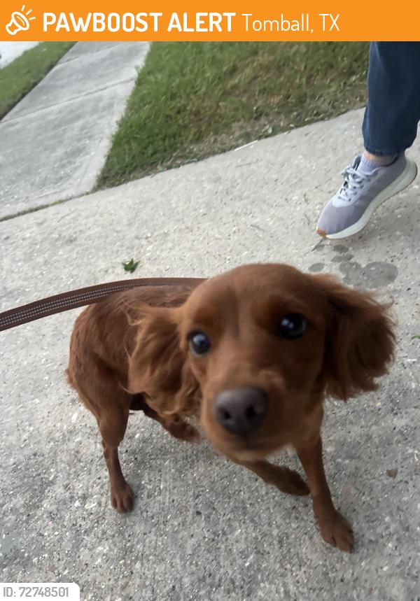 Found/Stray Female Dog last seen Near lakes , Tomball, TX 77375
