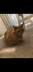Lost Male Cat last seen Near Terrace Dr, Amarillo, TX 79109