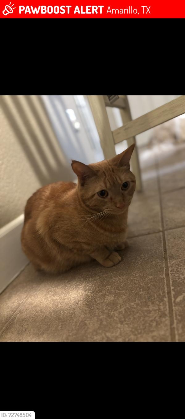 Lost Male Cat last seen Near Terrace Dr, Amarillo, TX 79109