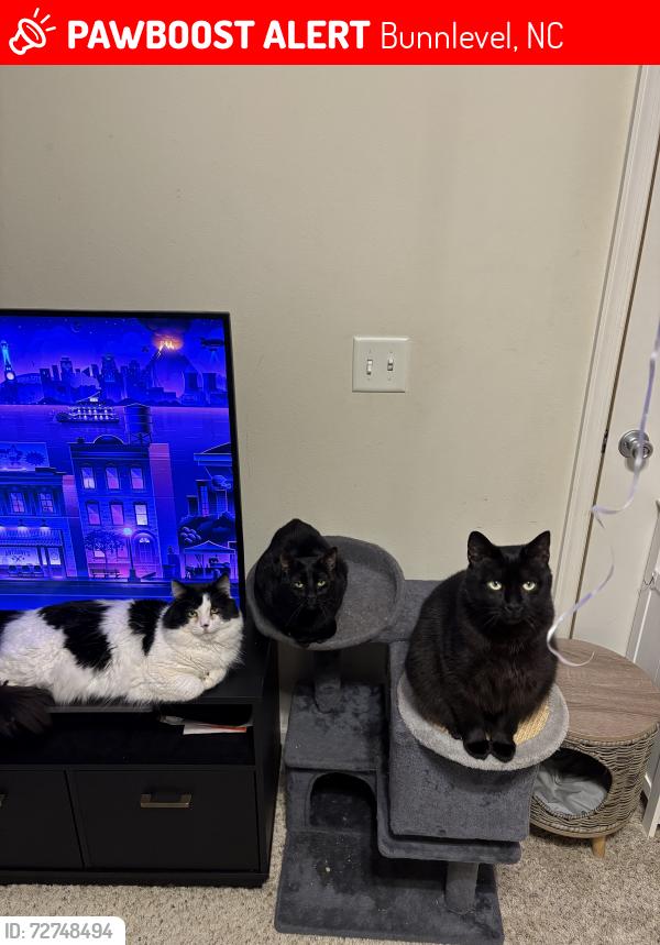 Lost Male Cat last seen vandercroft farms , Bunnlevel, NC 28323