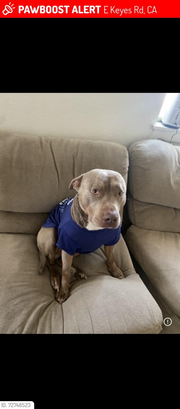 Lost Male Dog last seen Faith  rd , E Keyes Rd, CA 95316