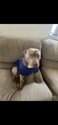 Lost Male Dog last seen Faith  rd , E Keyes Rd, CA 95316