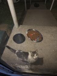 Found/Stray Unknown Cat last seen Hollins rd , Roanoke, VA 24012