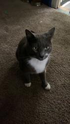 Lost Male Cat last seen Near Pinecrest Dr, Annapolis, MD 21403