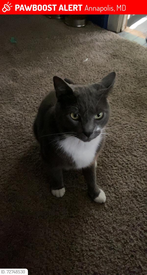 Lost Male Cat last seen Near Pinecrest Dr, Annapolis, MD 21403