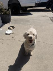 Found/Stray Male Dog last seen Near Belhaven st los angels ca 90059, Los Angeles, CA 90059