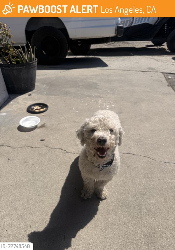Found/Stray Male Dog last seen Near Belhaven st los angels ca 90059, Los Angeles, CA 90059