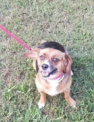 Lost Female Dog last seen Moss Ferry Farm, Villa Rica, GA 30180