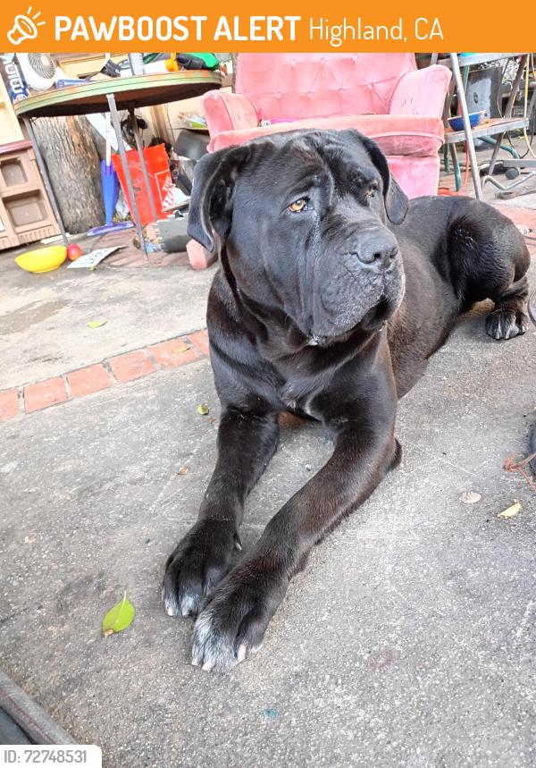 Found/Stray Male Dog last seen Highland 330hwy, Highland, CA 92346