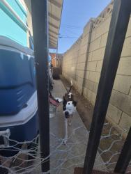 Found/Stray Male Dog last seen Sierra leone, La Puente, CA 91748