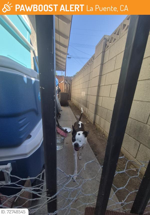 Found/Stray Male Dog last seen Sierra leone, La Puente, CA 91748