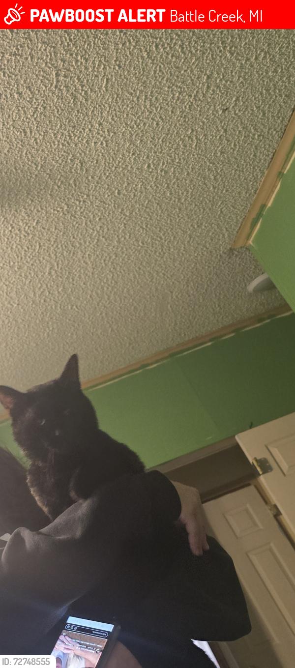 Lost Male Cat last seen Near Washington ave, Battle Creek, MI 49037