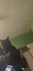 Lost Male Cat last seen Near Washington ave, Battle Creek, MI 49037
