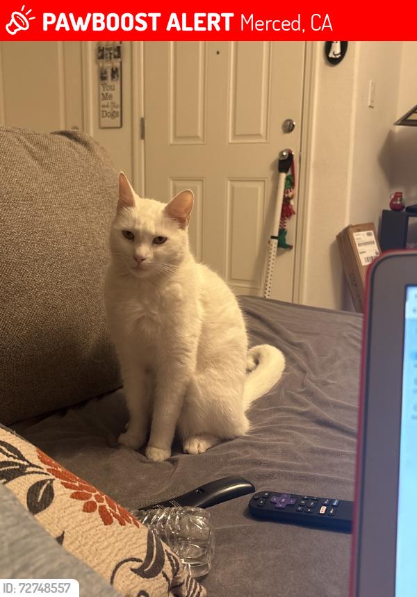 Lost Male Cat last seen N st, Merced, CA 95341