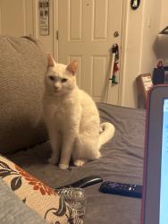 Lost Male Cat last seen N st, Merced, CA 95341