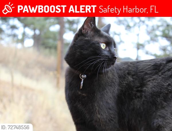 Lost Male Cat last seen Near Enterprise rd E, Safety Harbor, FL 34695
