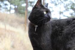 Lost Male Cat last seen Near Enterprise rd E, Safety Harbor, FL 34695