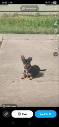 Lost Female Dog last seen Larkdale and Court Glen close to Bissonnet , Houston, TX 77099