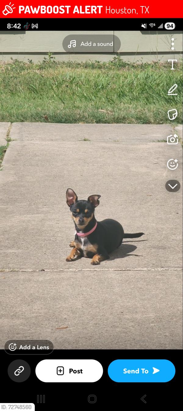 Lost Female Dog last seen Larkdale and Court Glen close to Bissonnet , Houston, TX 77099
