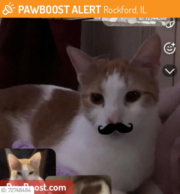 Found/Stray Male Cat last seen In the forest behind 900 block of Lakewood Dr. in Park-er-Woods Sub, Rockford, IL 61102