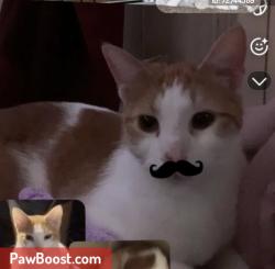 Found/Stray Male Cat last seen In the forest behind 900 block of Lakewood Dr. in Park-er-Woods Sub, Rockford, IL 61102